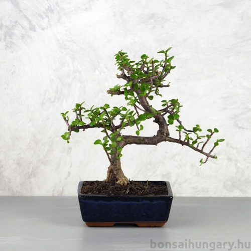 Bonsai 1