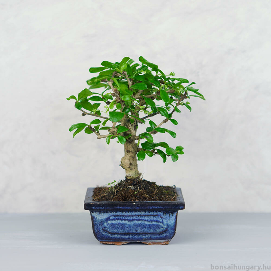 Bonsai 2