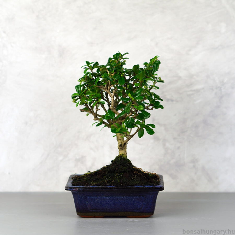 Bonsai 4