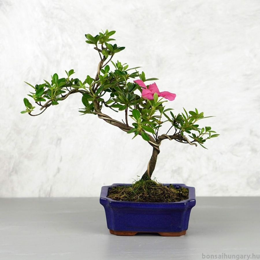 Bonsai 6