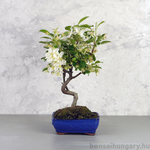 Bonsai 7