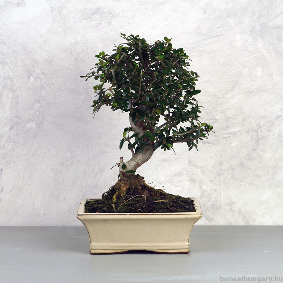 Bonsai 9